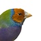 Mounted Gouldian finch