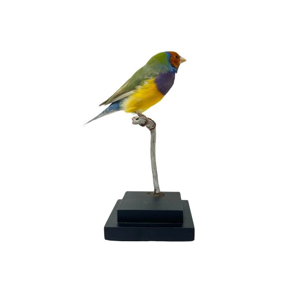 Opgezette Gouldamadine