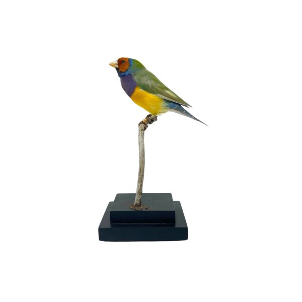 Mounted Gouldian finch
