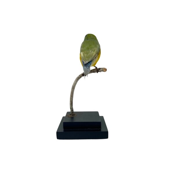 Ausgestopfte Gouldamadine