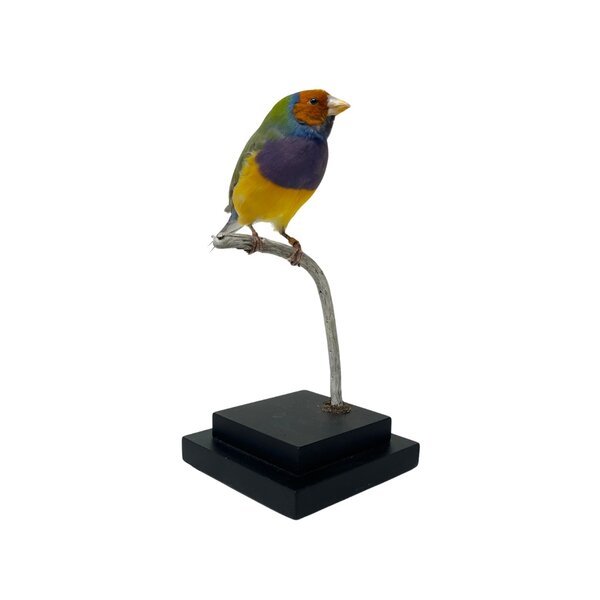 Mounted Gouldian finch