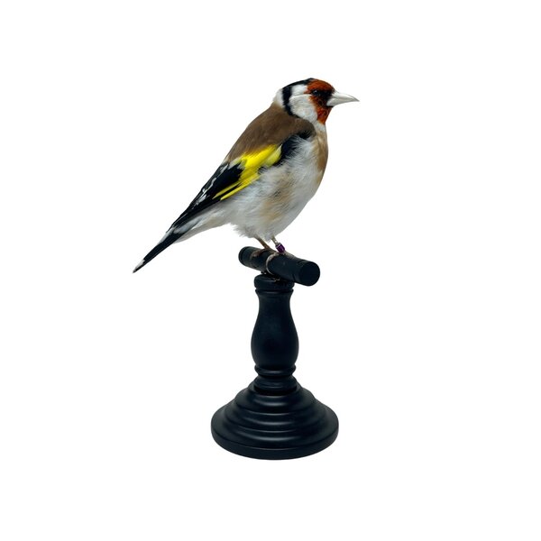 Mounted european goldfinch - beige