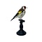 Mounted european goldfinch - beige