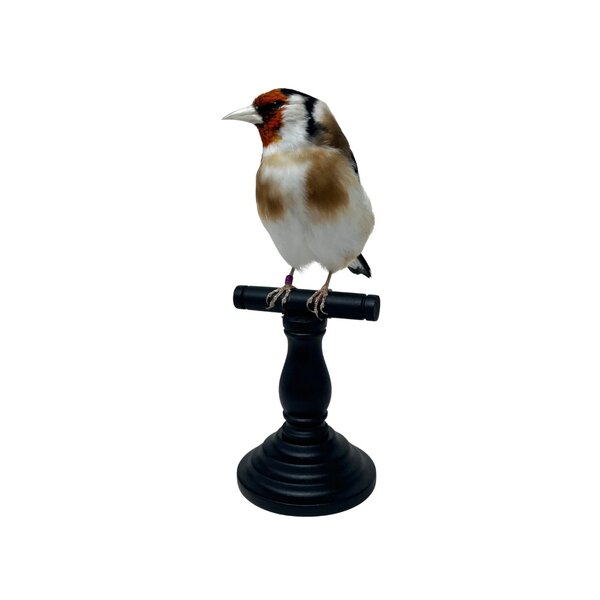 Mounted european goldfinch - beige