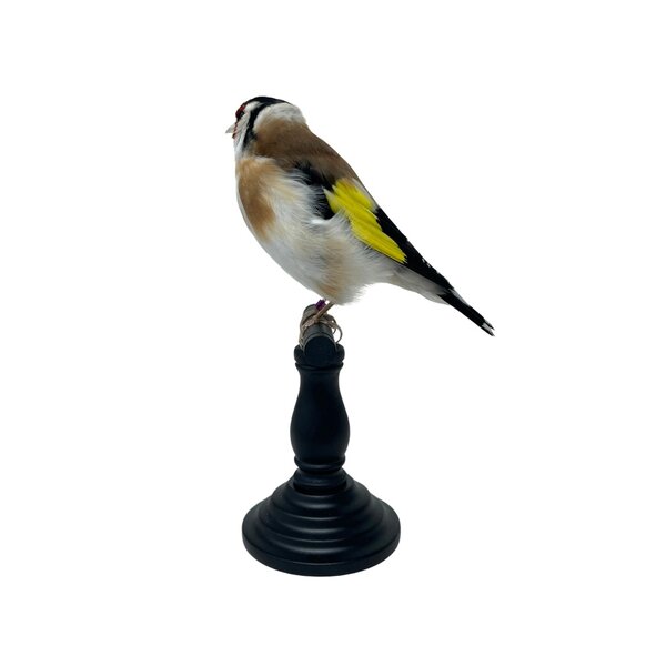 Mounted european goldfinch - beige