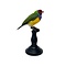 Mounted Gouldian finch (B)