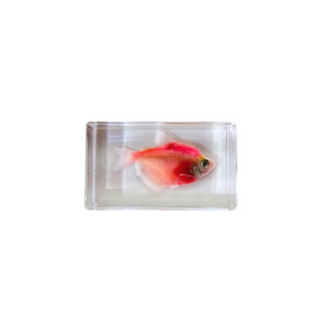 Fish in resin (Red)