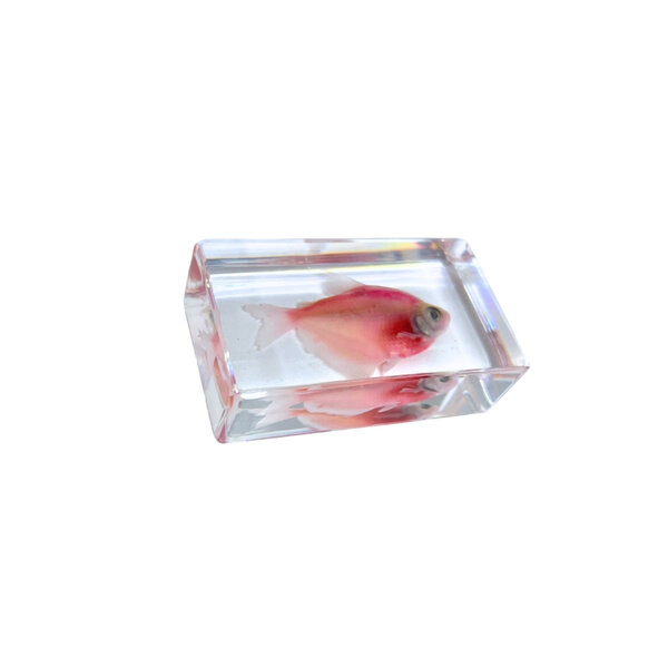 Visje in hars (Rood)