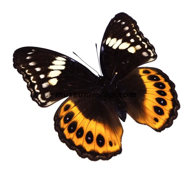 Hypolimnas pandarus (vrouw)