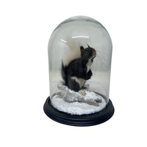 Opgezette Japanse Lis (eekhoorn) in stolp