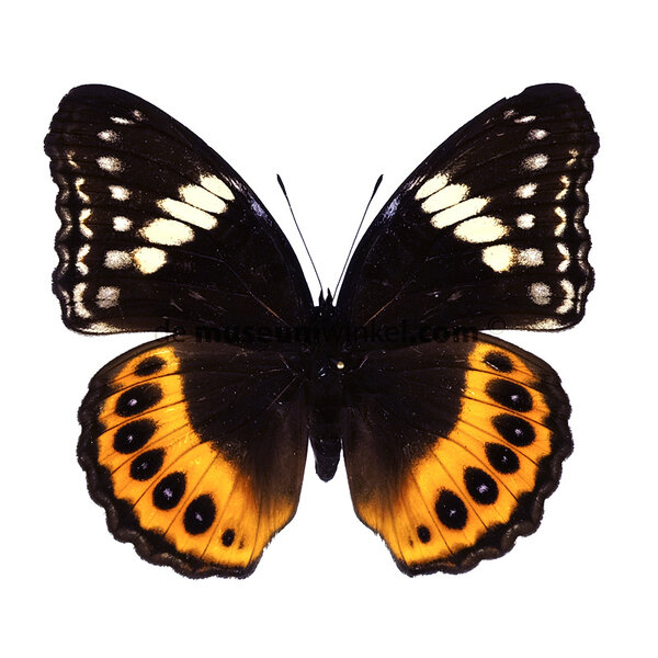 Hypolimnas pandarus (vrouw) ongeprepareerd