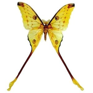 Argema mittrei - komeetstaartvlinder (man) ongeprepareerd