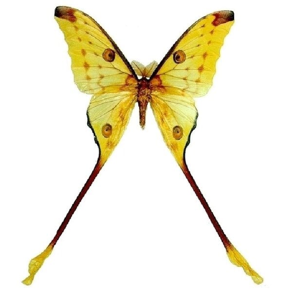 Argema mittrei - comet moth (male) dried/papered