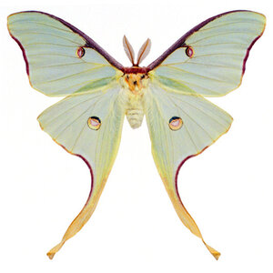 Actias luna - luna moth dried/papered