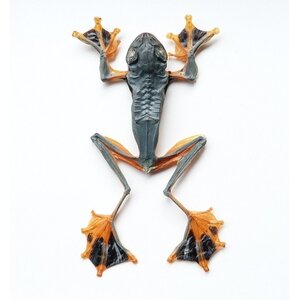 Mounted tree frog green