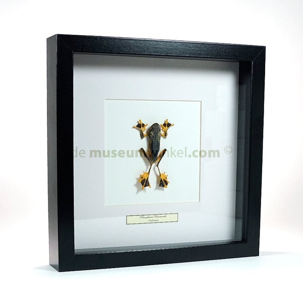 Mounted tree frog green