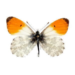 Anthocharis cardamines (man) - oranjetipje ongeprepareerd