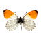 Anthocharis cardamines (male) - orange tip dried/papered