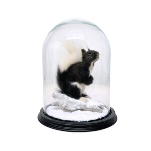 Mounted Japanese squirrel under a glass dome