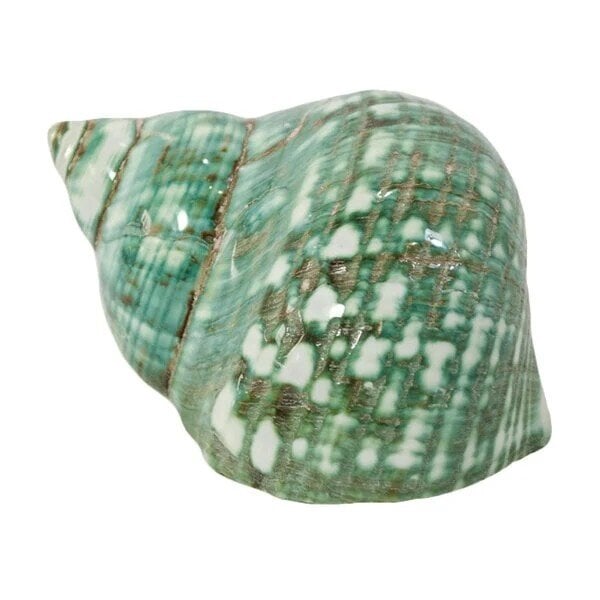 Turbo marmoratus (M)