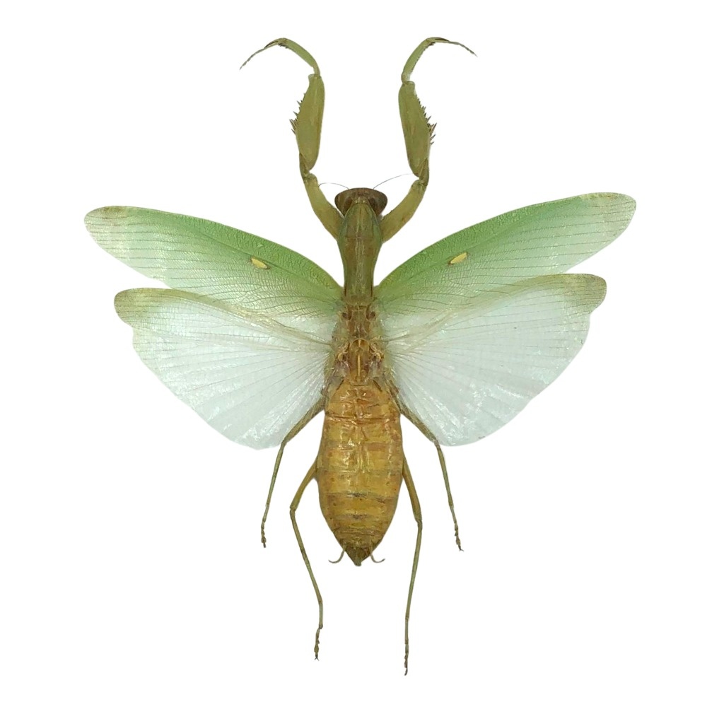 標本 Peru Mantodea sp. 44mm mantodea-sp-praying-mantis-