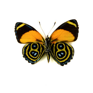 Callicore eunomia unpräpariert