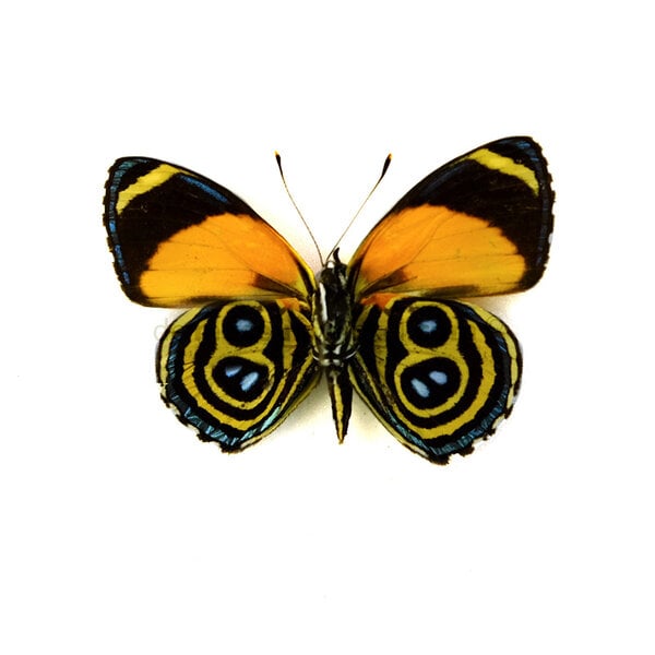 Callicore eunomia dried/papered