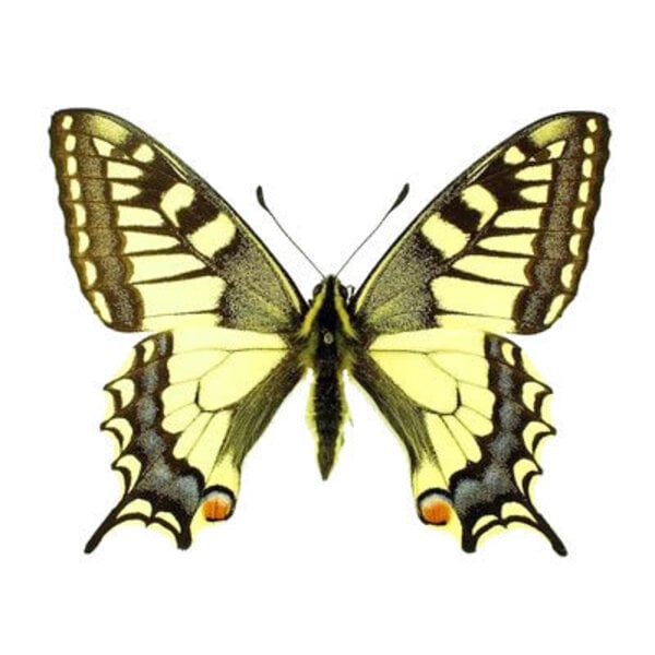 Papilio machaon - Old World swallowtail dried/papered