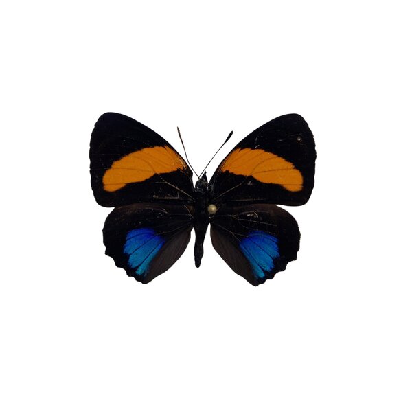 Callicore aegina - Kopfseite