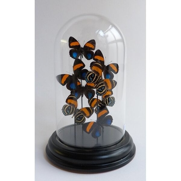 Callicore aegina - Kopfseite