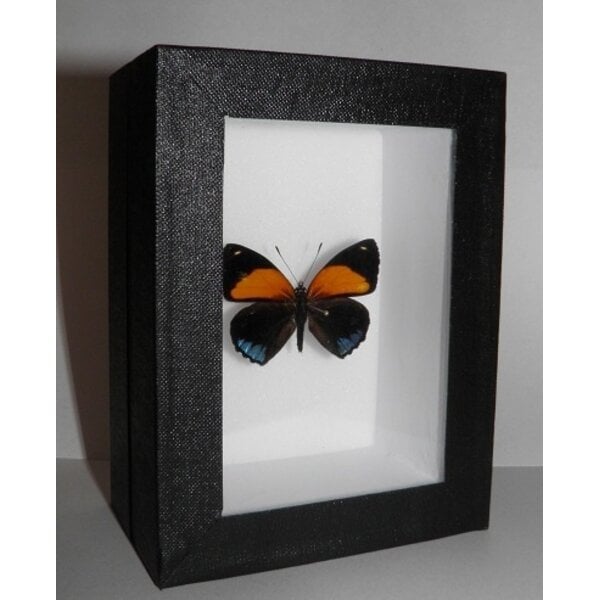 Callicore aegina - upperside