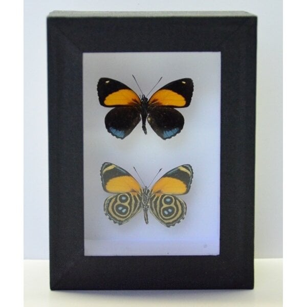 Callicore aegina - Kopfseite