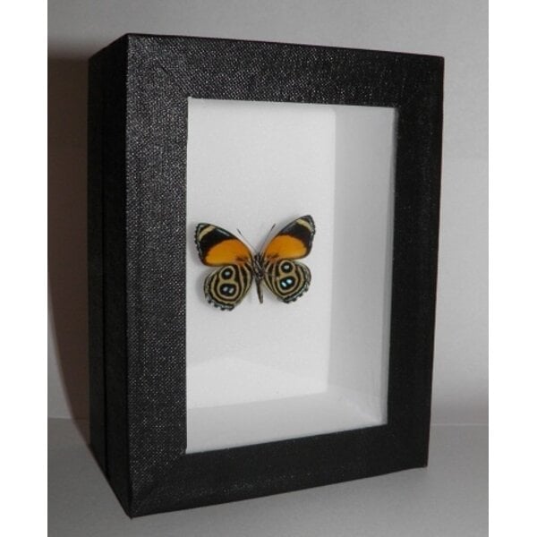 Callicore eunomia - downside