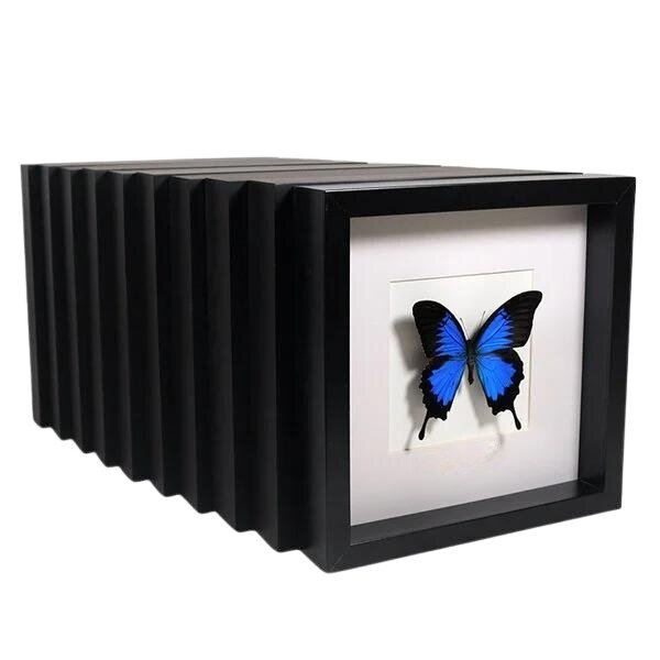 Set of 10 different butterflies in frame