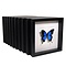 Set of 10 different butterflies in frame