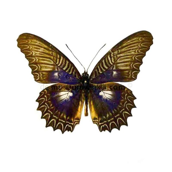 Cethosia myrina - Kopfseite