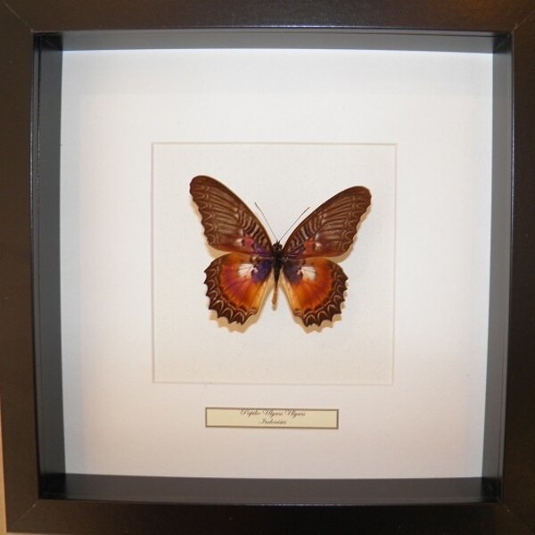 Cethosia myrina - upperside