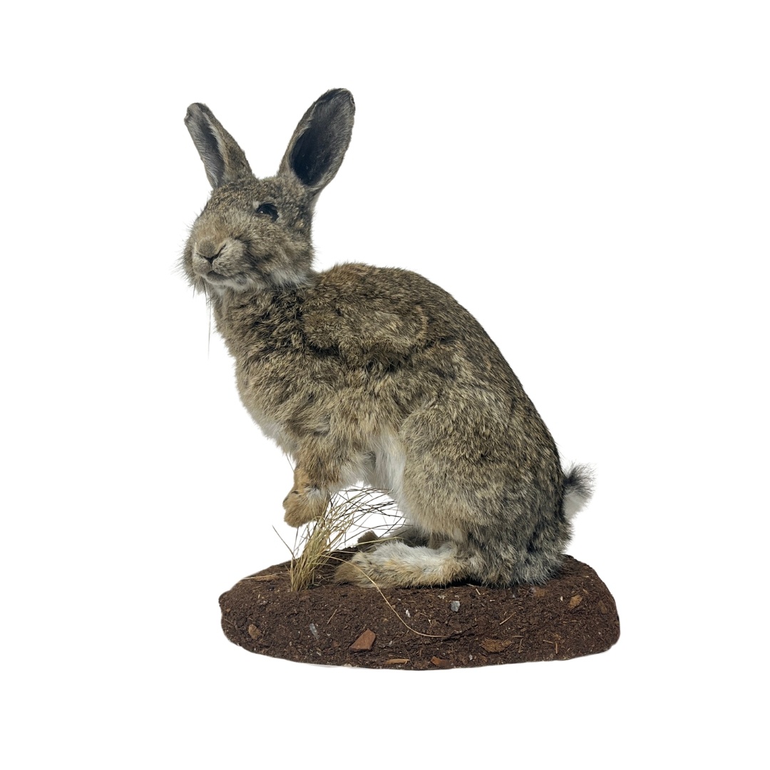 Unchid Rabbit Young Rabbit (B) - DeMuseumwinkel.com