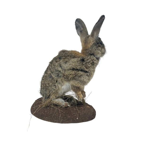 Junger Kaninchen (B)