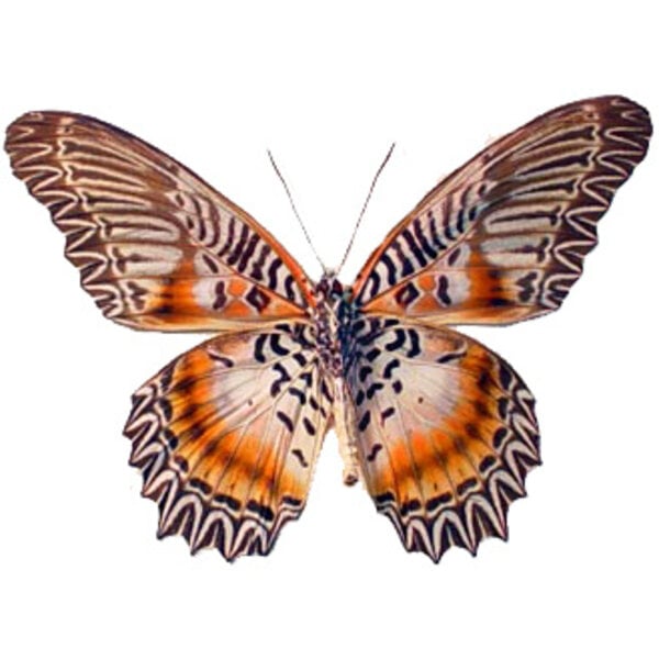 Cethosia myrina - onderkant