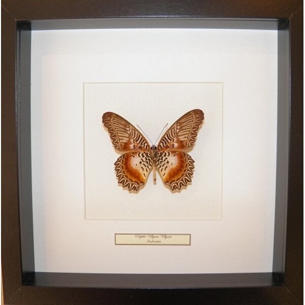 Cethosia myrina - downside