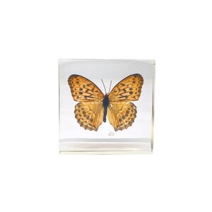 Argynnis Hyperbius in Harz