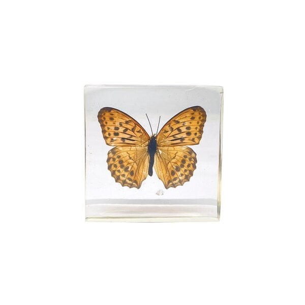 Argynnis Hyperbius in hars