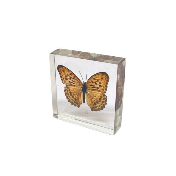 Argynnis Hyperbius in resin