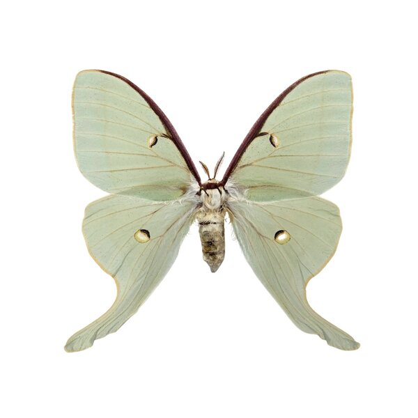 Actias luna