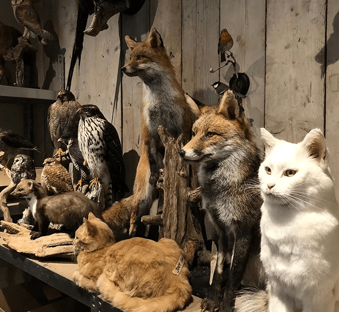Taxidermy