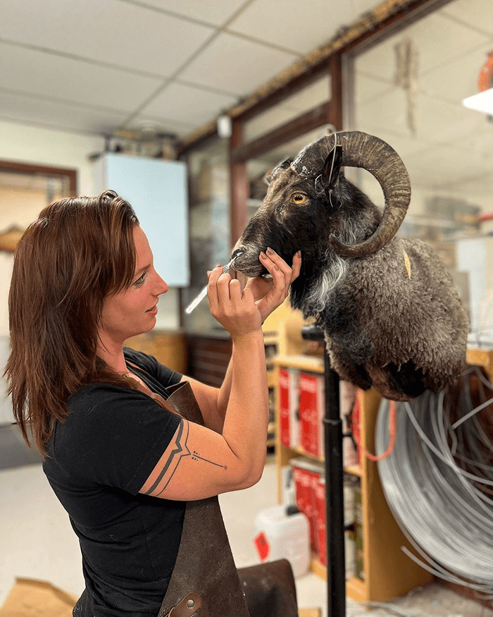 Ein Tier ausstopfen lassen