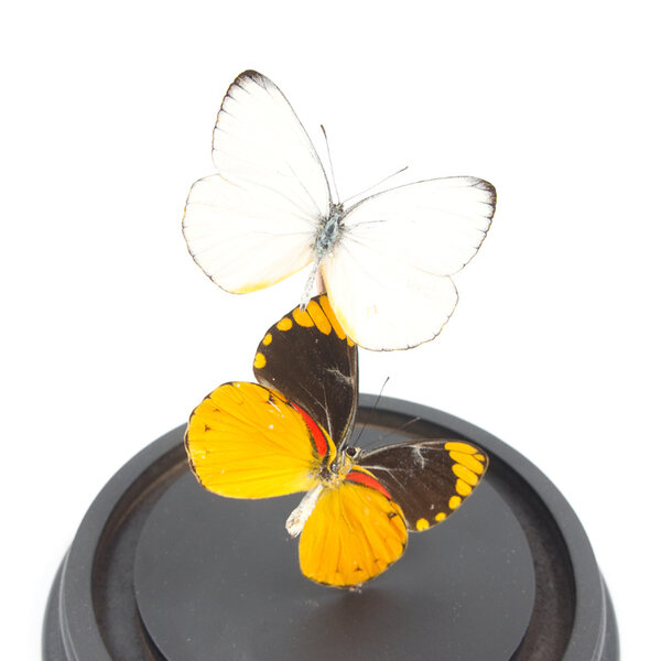 Glass dome with mounted butterflies - Delias Aurantiaca (2)