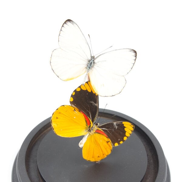 Glass dome with mounted butterflies - Delias Aurantiaca (2)