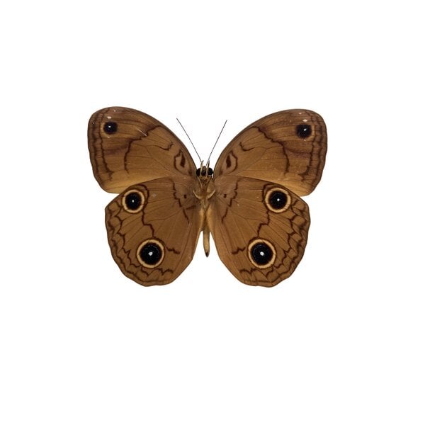 Faunis menado dried/papered